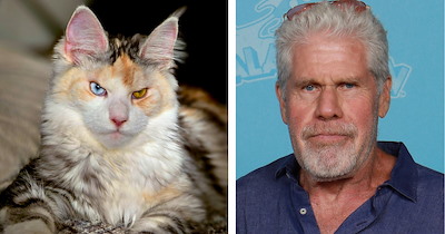 This Meowjestic Maine Coon Kitten Looks Exactly Like a Fluffy Ron Perlman