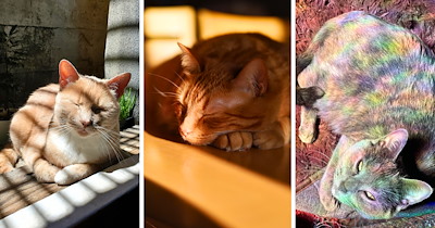 The Sacred Sunbeam: 40 Toasty Cats Sparkling in the Autumn Sun