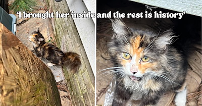 'I’m so happy you literally fell into our lives': Tiny kitten appears on neighbor’s AC unit out of nowhere and finds the family she was waiting for