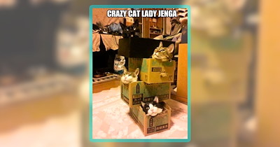 27 Meowing Memes Ministering Mood Boosts for Cat People Like You