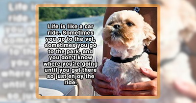 26 Pupper Pawsts for People Who Adore Their Dog Every Day