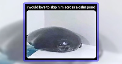 28 Flippin' Pawdorable Pinniped Memes to Seal Your Day With a Smile
