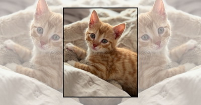 Your Fall Delivery of 22 Itty Bitty Kitties Just Dropped in Time for Cozy Season