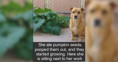 22 Nostalgic Doggos to Unleash Your Inner Autumn Child 