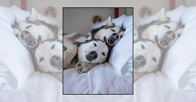 Your Tuesday Shift of Snuggly Doggos Has Arrived to Carry You Through the Workweek