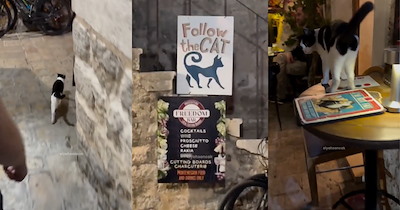 Montenegro Restaurant Employs Cute Local Stray Cat to Seat Customers at Its Tables, and the Internet Is Pawsitively Divided 