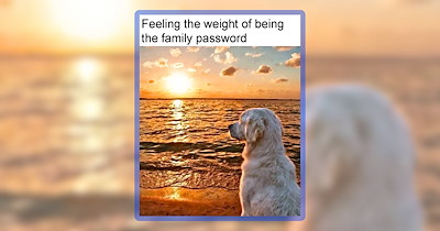 20 Pawsitive Dog Memes to Bring You Belly Rub for the Brain