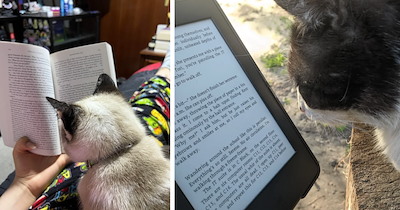 27 Bookish Cats Getting Lost in a Good Story One Purrfect Page at a Time