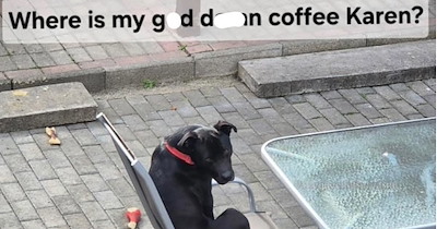 27 Saucy Animal Memes to Add some Fluffy Flavor to Your Dry Workday