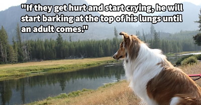 ‘My dog thinks it’s his job to look after the kids.’: This rough collie takes pawtecting his young family members from harm very seriously, much to the delight of adults and dismay of kids