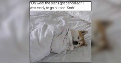 A Pitter Patter of Dog Memes to Comfort You Like Rain Against Your Window
