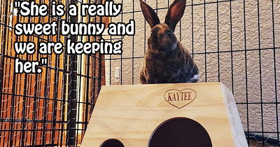 ‘Surprise, you now have a rabbit.’: Unsuspecting hooman gets trapped by bunny distribution system and falls in love with new fluffy furever friend
