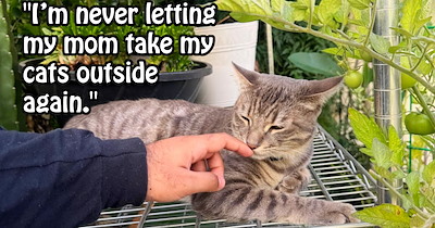 ‘I literally just started crying my eyes out when I picked him up.’: Catnapped feline saved and reunited with family after AirTag alerts caused thieves to dump the cat by roadside