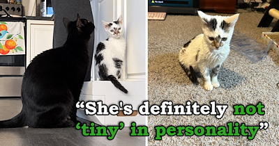 'My cat is forever a kitten': Cat is born tiny and never grows bigger but proves you don't need to be big to have a huge personality that keeps all the big cats in line