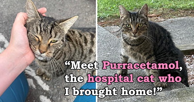 Missing cat returns after 2 years only to be rejected by his owners, then adopts a doctor and proves love is the best medicine
