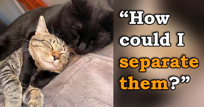 'Well I foster failed': Person thinks they're only fostering a kitten, but their cat adopts her and shows them that the kitten is already where she belongs