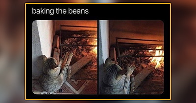 25 Soft and Silly Kitten Memes to Brighten Your Cozy Fall Weekend