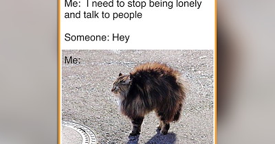 24 Cute Cat Memes to Cozy Up With This Silly Spooky Season