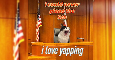 27 Feisty Feline Funnies to Add Fuel to the Fire Burning in your Burned Out Brain