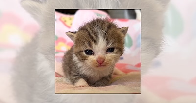 'Monday Already? You've Got to Be Kitten Me': 21 Baby Cats for a Softer Start to the Week 