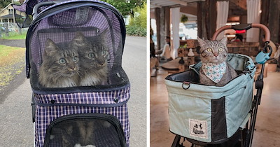 Pawsengers on Parade: Pampered Cats Purrusing the Neighborhood From Their Cozy Carriages