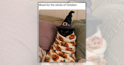 26 Cozy Cat Memes to Curl Up With Like a Warm Blanket on a Chilly Fall Day