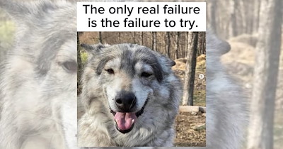 'The Only Real Failure Is the Failure to Try': 17 Hopecore Memes to Kick Off the Workweek With a Hopeful Attitude