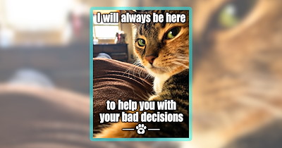 Your Weekly Binge of the Best ‘LOLcat’ Cuteness From Cat Meme Lovers Around the World
