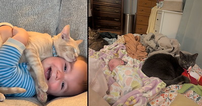 'Excessive cuteness alert': Wholesome kittens that are best friends with babies and toddlers, and that will make your heart sing with joy