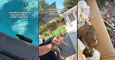 Homeowner finds a rabbit struggling to swim in his pool, so he rescues it, takes it inside to look after it, and releases it back into the wild: 'Sometimes the smallest acts of kindness matter the most' 