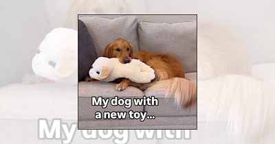 'It's Chewsday': 21 Cute Dog Pictures of Pups Whose Toys Lasted All of Five Minutes 