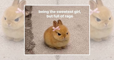 Pocket-Sized Cuteness Incoming With 22 Little Animal Memes for a Much-Needed Midweek Mood Boost