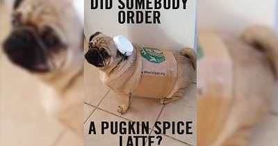 26 Heartwarming Dog Memes that Feel Like Sipping Warm Chimken Soup for the Soul