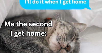 27 Inawwcent Cat Memes fur Fluffy Little Fur Babies Who Worked Too Hard this Week