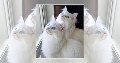 22 Wholesome Cats for a Softer Day on the Internet (October 2, 2026)
