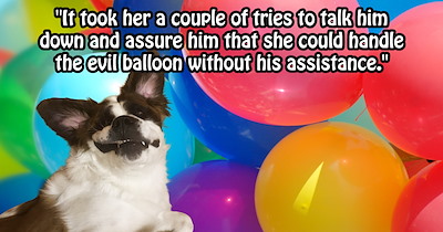 ‘Our dog saved my wife's life on her birthday today.’: Sweet Saint Bernard throws himself between mom and balloon nemesis in attempt to spare her from the inflatable danger