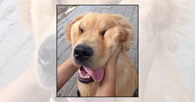 20 Goofy Dog Pictures With Big Smiles and Even Bigger Tongues