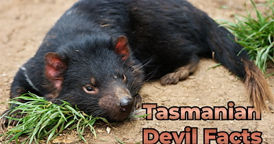 10 Taz-tastic Tasmanian Devil Facts About These Fuzzy and Furociuos Australians