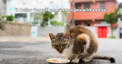 'Welcome home, Wizard': Scared roadside kitten accepts a couple's peace offering of wet food and works his way into an entire family's hearts
