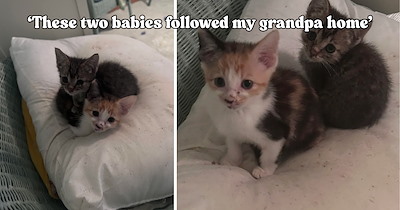 ‘I like to believe she sent these two beans’: 2 tiny kittens follow Grandpa home just days after family says goodbye to their beloved cat, bringing a pawsome new beginning