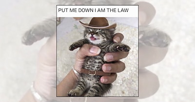 Your Weekly Delivery of 23 Soft and Silly Kitten Memes for a Midweek Mood Boost (September 30, 2026)