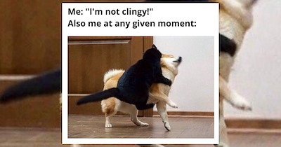 20 Memes Spreading Romance to Send to Your Partner and Become Couple Goals Together