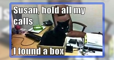 24 Cozy Cat Memes Doing the Fits & Sits Inside Boxes and Your Heart