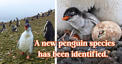 'Earth just dropped a penguin update': Scientists discover brand-new penguin species in 100 years, and animal aficionados worldwide lose their minds over how cute it is