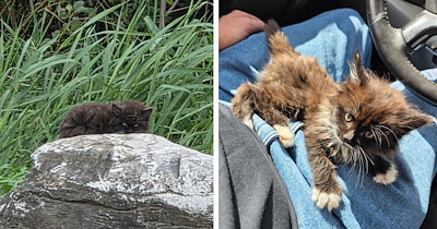 'We bonded immediately': Worker moves to protect crying kitten "serving himself up" for every hawk in sight, then the tiny rescue turns him into a first-time cat dad after one instant connection
