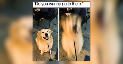 A Daily Walk of Dog Memes Through the Misty Mornings of October