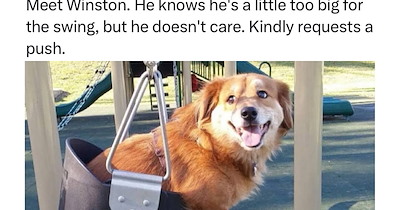 27 Pawsitive Pet Posts Pawfect fur Furgetting About Your Terrible Tuesday