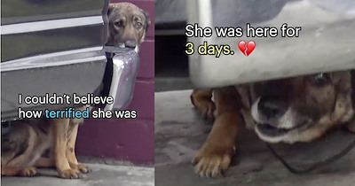 ‘Abandoned German Shepherd cried like a human’: Heartbroken pup saved and found furever home by rescue after 3 days of intense fear