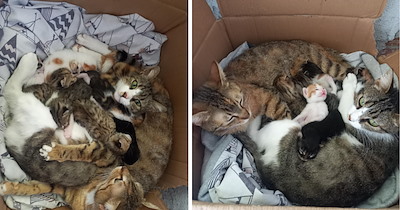Two cat moms raise their kittens together after giving birth only 10 days apart, showing that 'it takes a village' is for cats too
