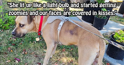 ‘She was cowering and very low to the ground’: Pup abandoned after owner yelled maniacally at her on Eugene street saved and given furever home with rescuers